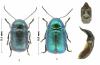 Cryptocephalus sp.